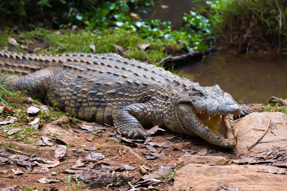 Madagascar crocodile hissing near the water in Vakona Private Reserve for a piece on Is Madagascar Safe