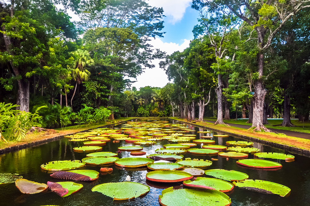 Neat botanical garden with Lily pads in Mauritius