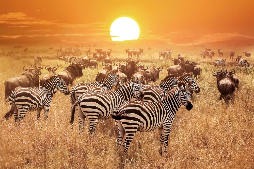 A herd of zebra in the Serengeti National Park at dusk during the best time to go to Africa