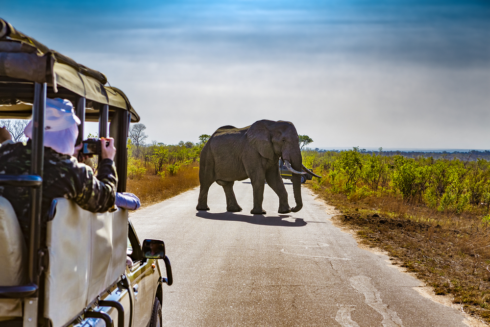 Elephant crossing the road during the best time to visit Africa with people in the safari truck photographing him