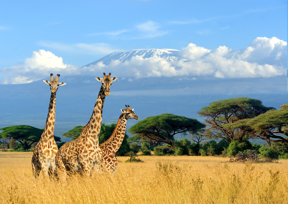 Three giraffes in front of mount Kilimanjaro during the best time to visit Africa