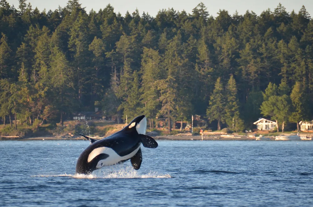 A whale breaching in the bay near Walla Walla during the overall best time to visit Washington State