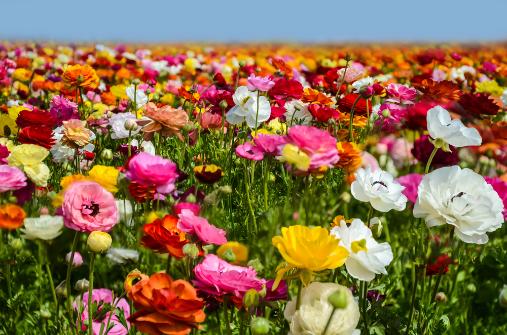 Late blooming colorful Ranunculus at the cheapest time to visit the Carlsbad Flower Fields