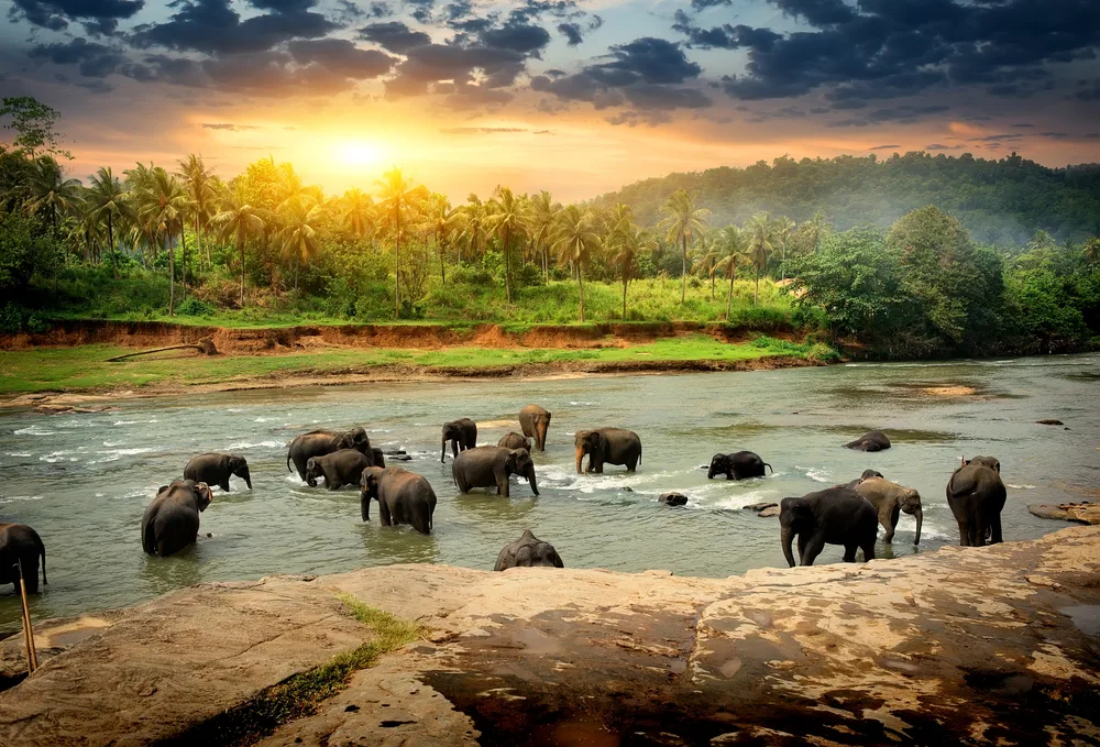 Herd of elephants, both young and old, bathing in the river during the best time to visit Sri Lanka