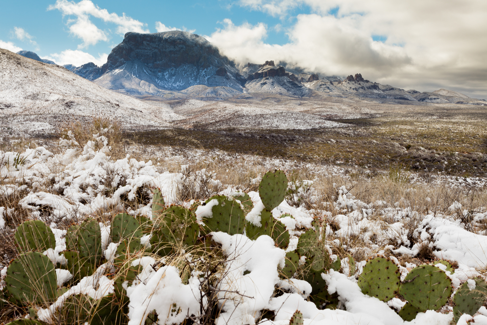 Snow in the mountains of Big Bend National Park with white cacti up front during the least busy time to visit Big Bend