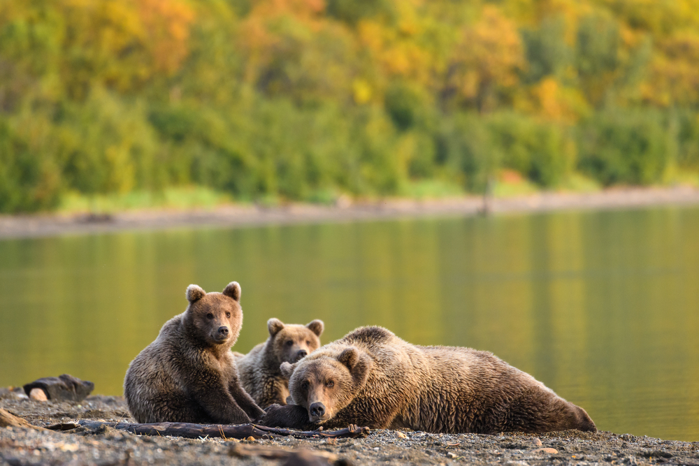 Family of Alaskan grizzly bears by the water as potential dangers in an article on Is Alaska Safe