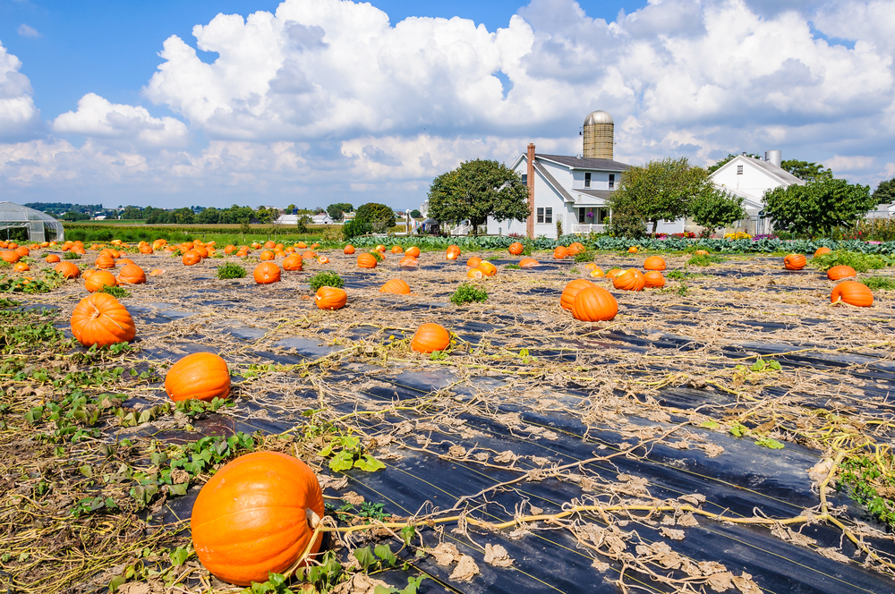 Giant orange pumpkins pictured in a field during the best time to visit Amish Country PA, the fall