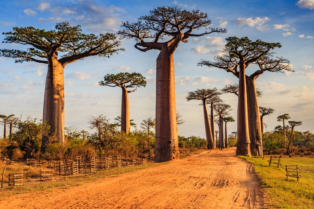 View of the Avenue of the Baobobs in Madagascar following a dirt road on a nice day near sunset
