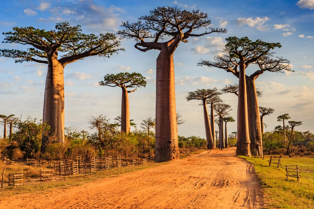 View of the Avenue of the Baobobs in Madagascar following a dirt road on a nice day near sunset