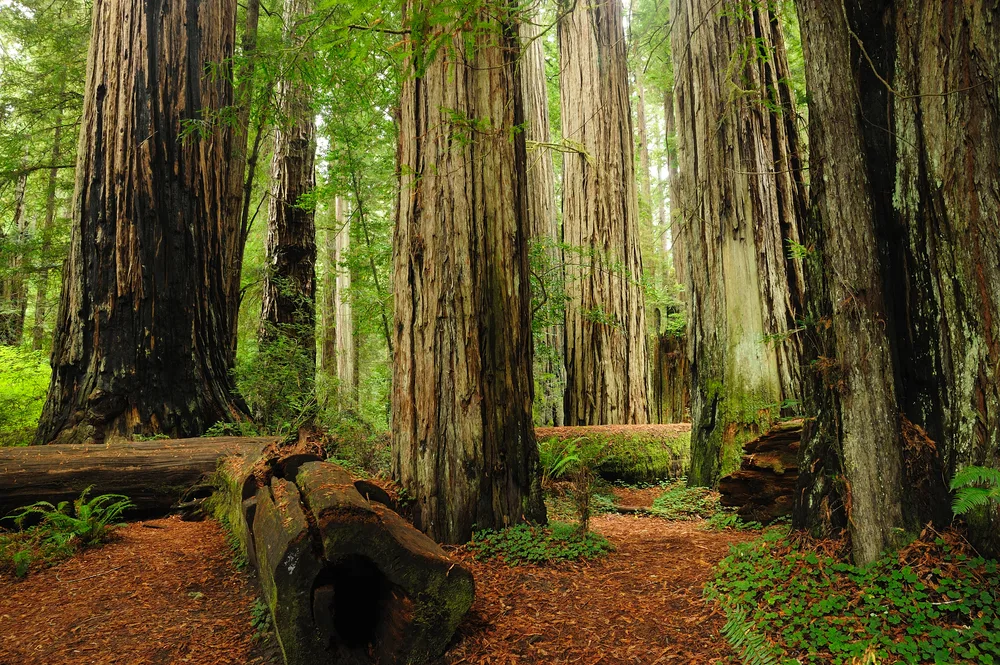 Giant redwoods pictured with moss all around and wet ground