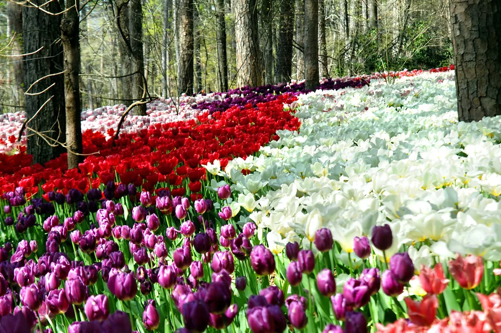 Tulips in bloom during spring in Garvins Woodland Garden in Hot Springs during the least busy time to visit Arkansas