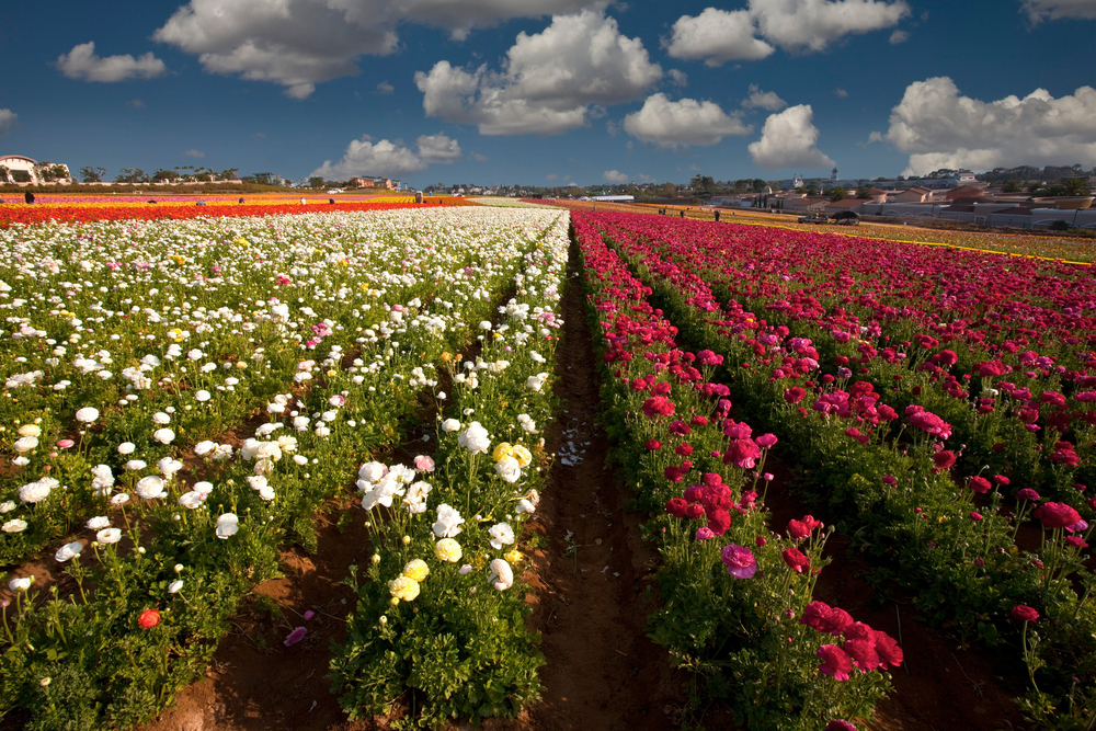Image of rows of flowers for a frequently asked questions section on the best time to visit the Carlsbad Flower Fields