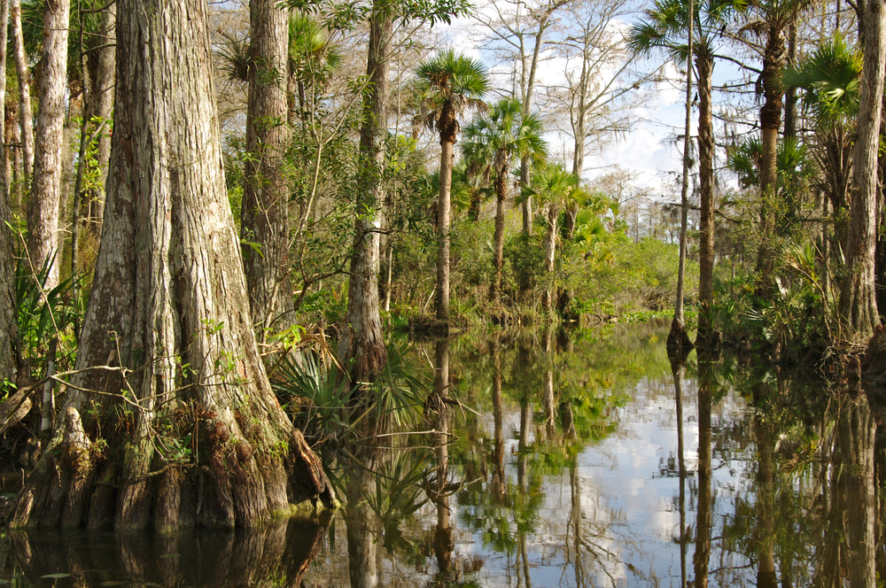 Cypress trees in the swamps show the best time to visit the Everglades