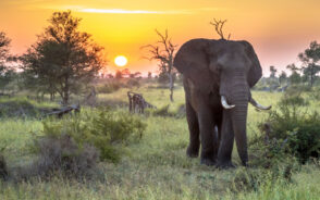 African elephant pictured happily standing in the middle of a field during the best time to visit Kruger National Park with the sun setting in the background