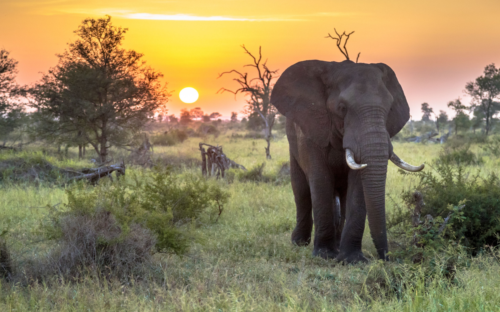 The Best Time to Visit Kruger National Park in 2023