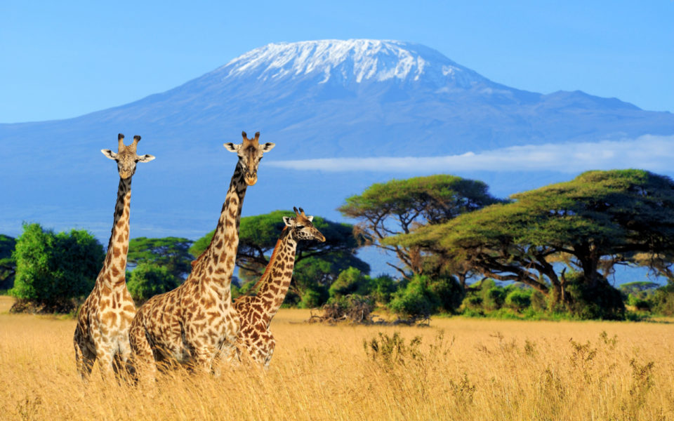 Is Kenya Safe to Visit in 2023? Safety Concerns Travellers