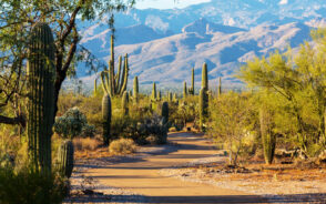 Dirt road between cacti with a big mountain in the background during the best time to visit Saguaro National Park