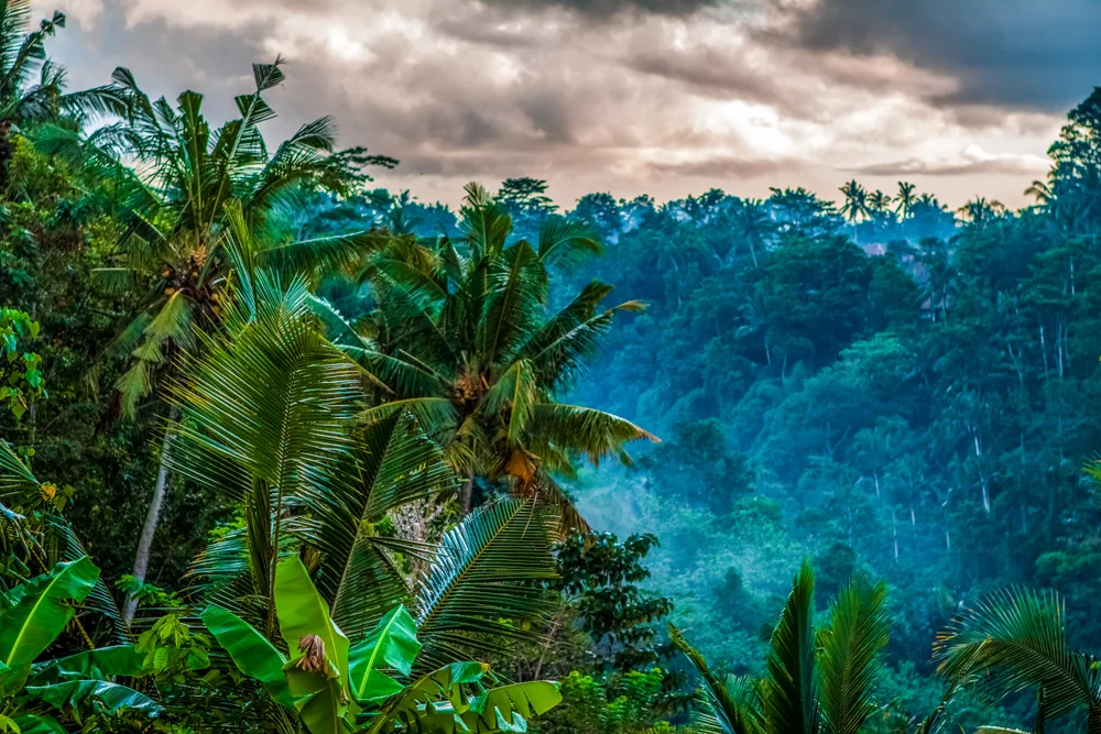 Rain over the jungle of palm trees in Ubud pictured during the wet season, the worst time to visit Indonesia