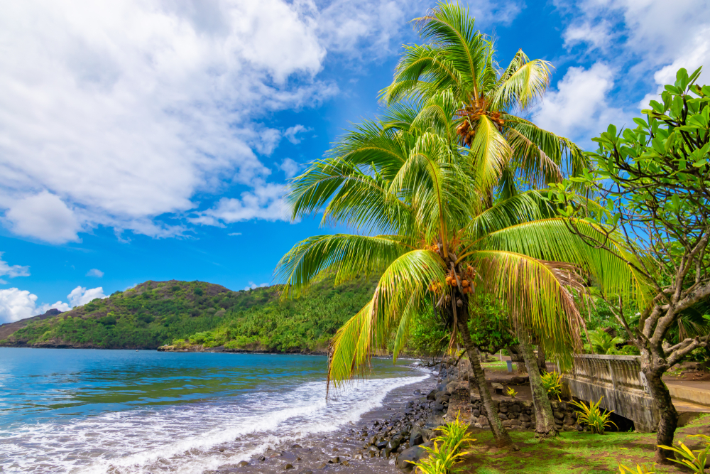 Black sand beach with a giant palm tree next to a walkway pictured during the best time to plan a trip to French Polynesia