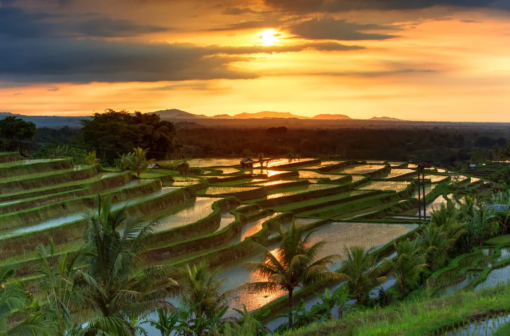 Terraces of rice fields in Jatiluwih in Bali during the best time to visit, pictured at sunrise with a gorgeous orange sky