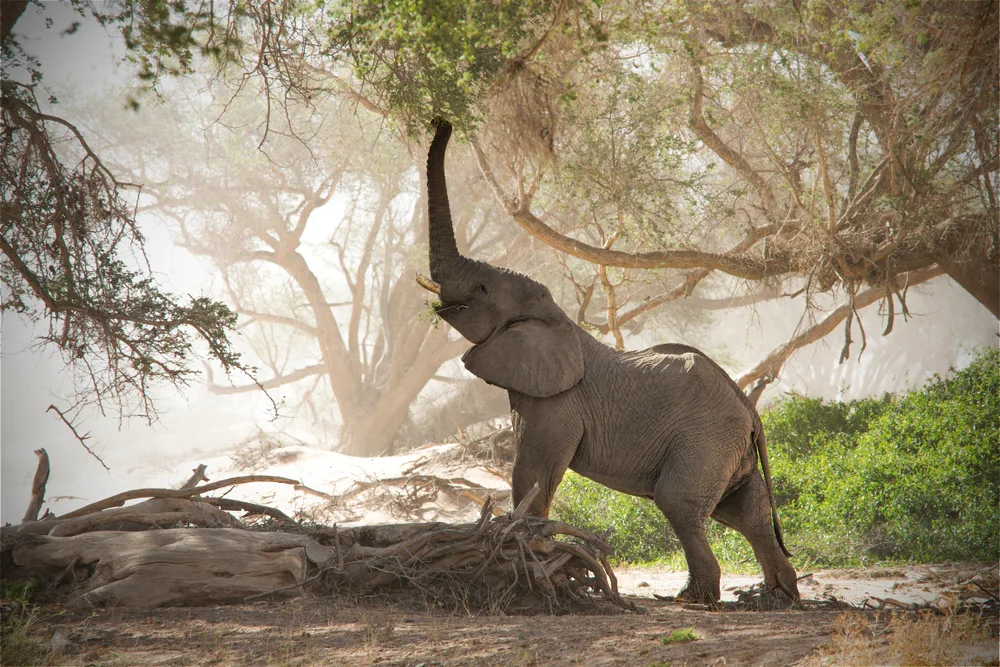 Elephant raising his trunk above his head in the dry Huab River, taken during the best overall time to visit Namibia