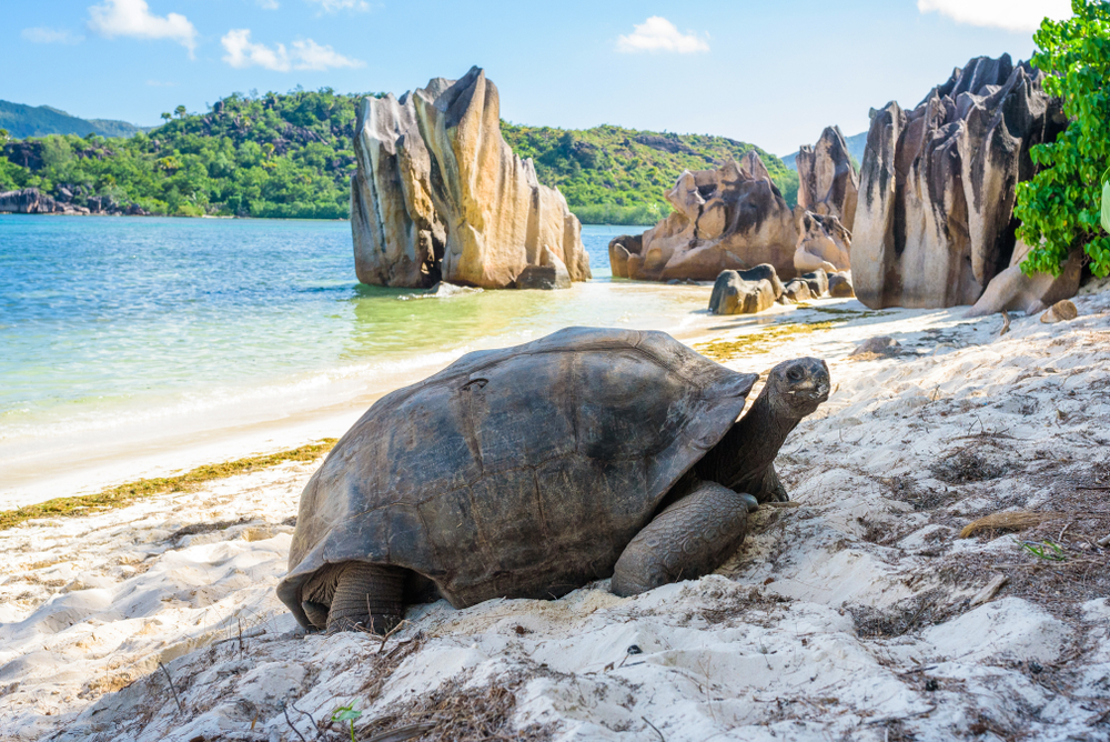 Aldabra giant tortoise happily sunning himself on the beach next to a rock formation during the best time to go to Seychelles with clear water and warm temperatures