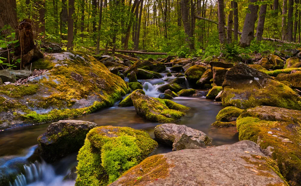 Cascades on the south river with moss-covered rocks in the stream pictured during the least busy time to visit Shenandoah National Park