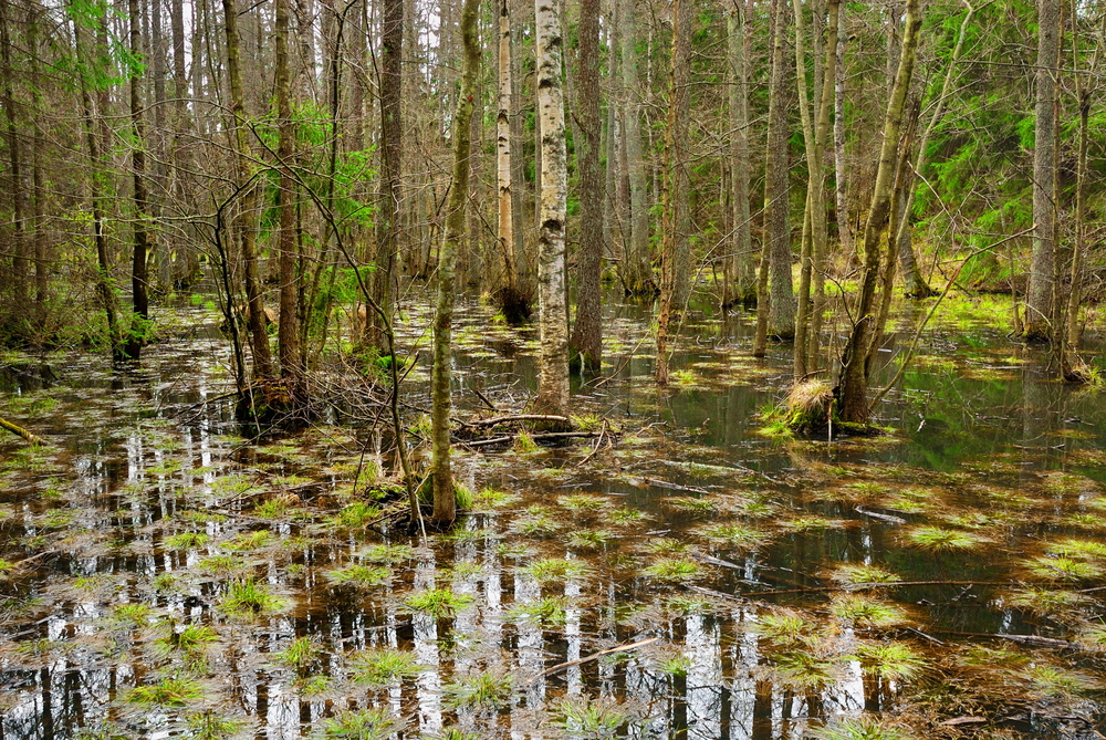 Lots of cyprus trees and knees in the swamp, pictured during the best time to go to Congaree National Park