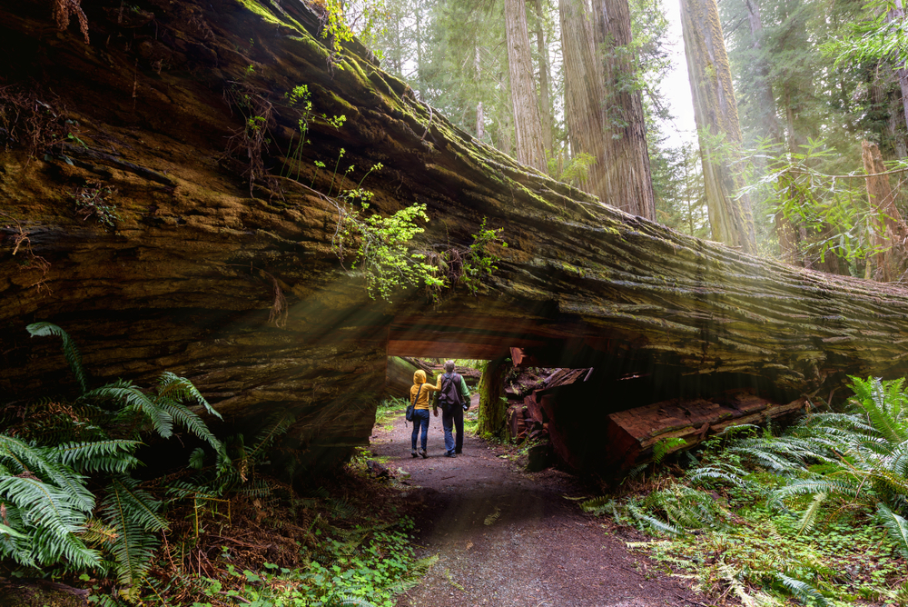 Couple in jackets and jeans pictured walking under a path cut in a big redwood tree in Redwood National Park, one of the best places to visit in Northern California