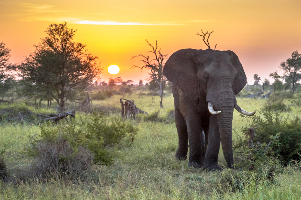 Elephant walking along in Kruger National Park, one of the best places to visit in South Africa, with the sun setting in the background