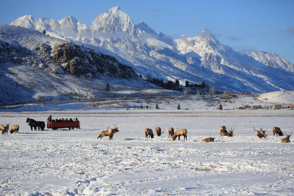Tourists on a sleigh ride in the National Elk Refuge during the winter, the cheapest time to visit Jackson Hole