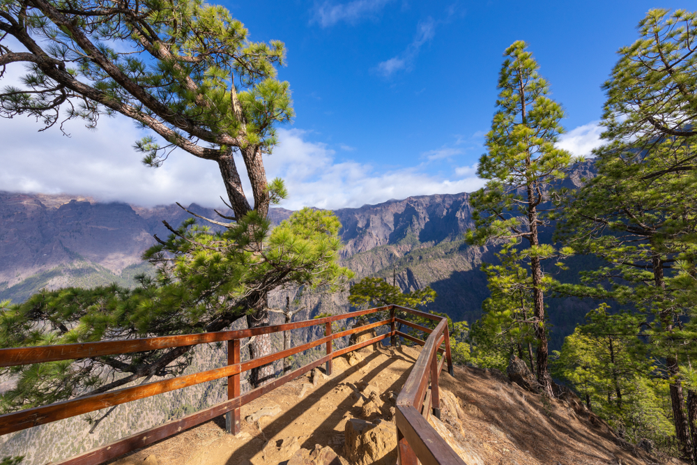 Pine forest at Caldera de Taburiente National Park on Las Palmas pictured during the best time to visit the Canary Islands