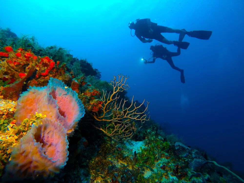 Scuba divers in Playa del Carmen pictured during the best time to visit while examining a coral reef