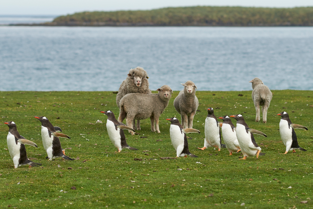 Cute penguins running across the grass in front of sheep on Bleaker Island during the best time to visit the Falkland Islands