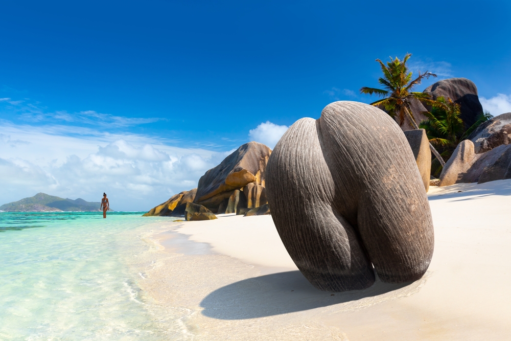 Sea coconut on the beach in Coco de Mer