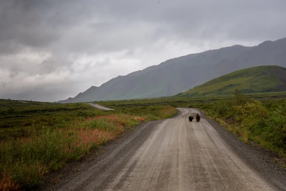 Black bears walking along a dirt road during worst time to visit Denali National Park, the summer