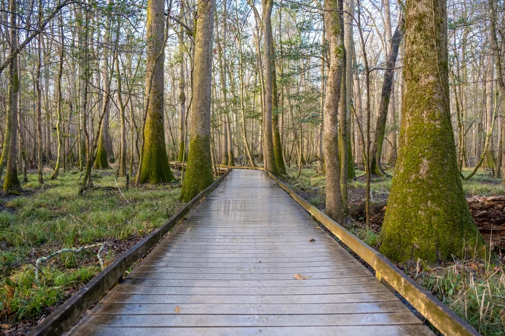 Straight section of the boardwalk in Congaree National Park pictured in the summer, the overall worst time to visit