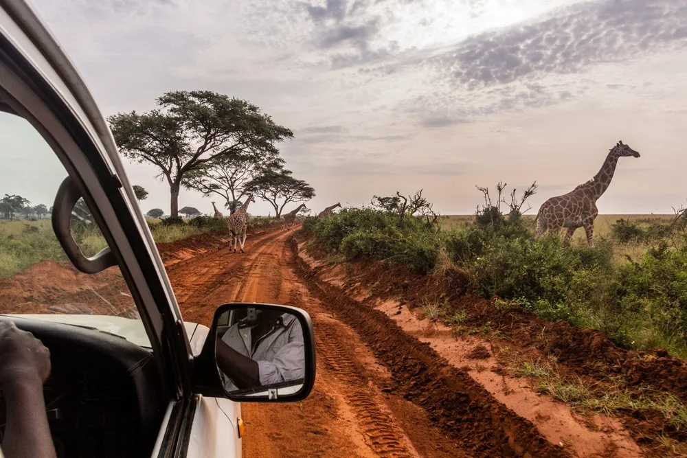 Photo of a car in Uganda pictured next to some giraffes during the country's best time to visit