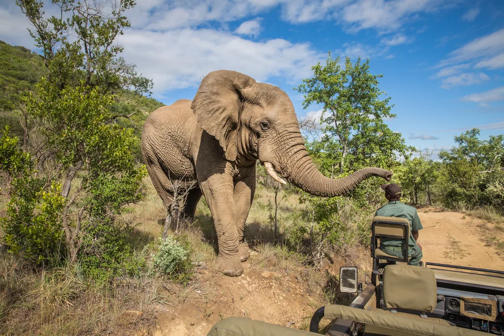 Giant elephant stretching his trunk over the road while a safari guide drives the truck by him on a dirt road in the Mkzuze Falls section of Kruger National Park, pictured during the least busy time to visit