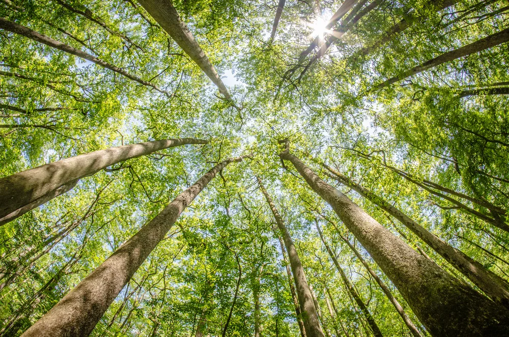 Tall trees as seen from the forest floor looking up during the overall best time to visit Congaree National Park