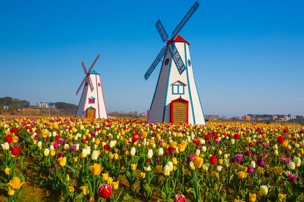 Colorful tulips and windmills in a park in Holland Michigan, one of the best day trips from Chicago