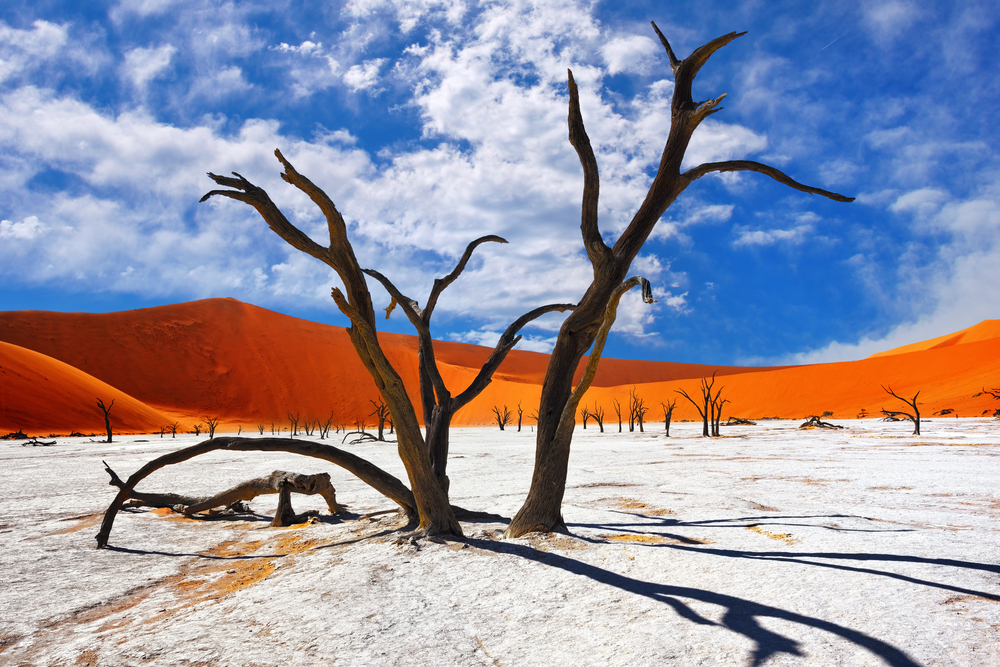 Dead Camelthorn trees against the red dunes and blue sky in Deadvlei, taken during the least busy time to visit Namibia