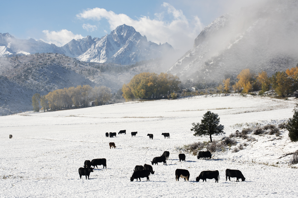 Photo of cows grazing on Mt. Sneffels in the San Juan Mountains, pictured during the worst time to visit Telluride Colorado