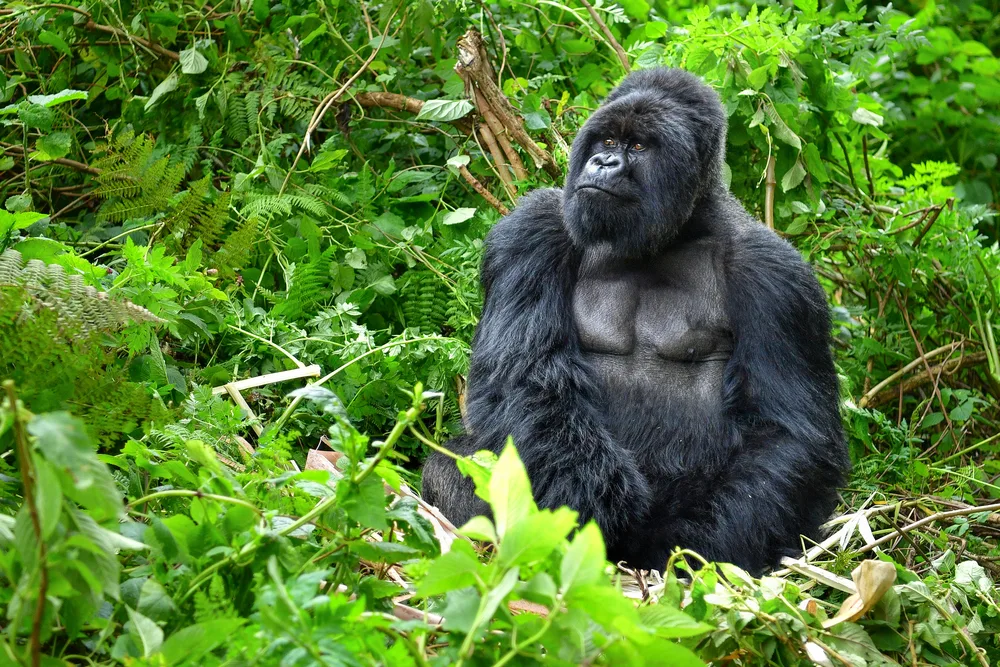 Silverback gorilla pictured in the rainforest for a guide titled the best time to visit Rwanda