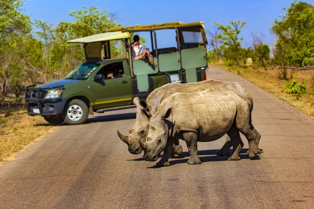 Big rhinos in Kruger National Park pictured walking across the road with a safari truck in the background on a clear day