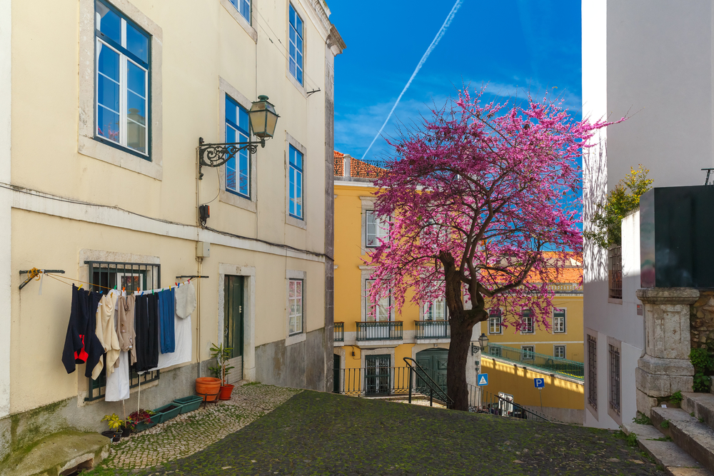 Gorgeous purple flowering tree in the middle of a narrow city street with a blue sky in the background and tan and yellow buildings on either side of the stone road during the best time to visit Lisbon