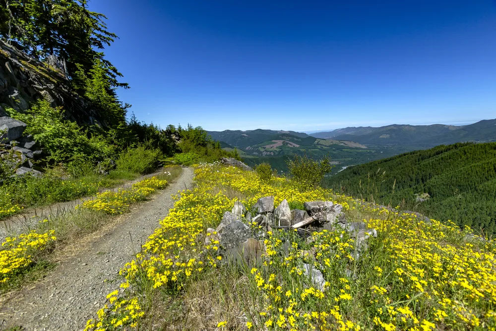 Spring flowers next to a dirt hiking path on the side of a mountain pictured during the cheapest time to visit Mount Rainier