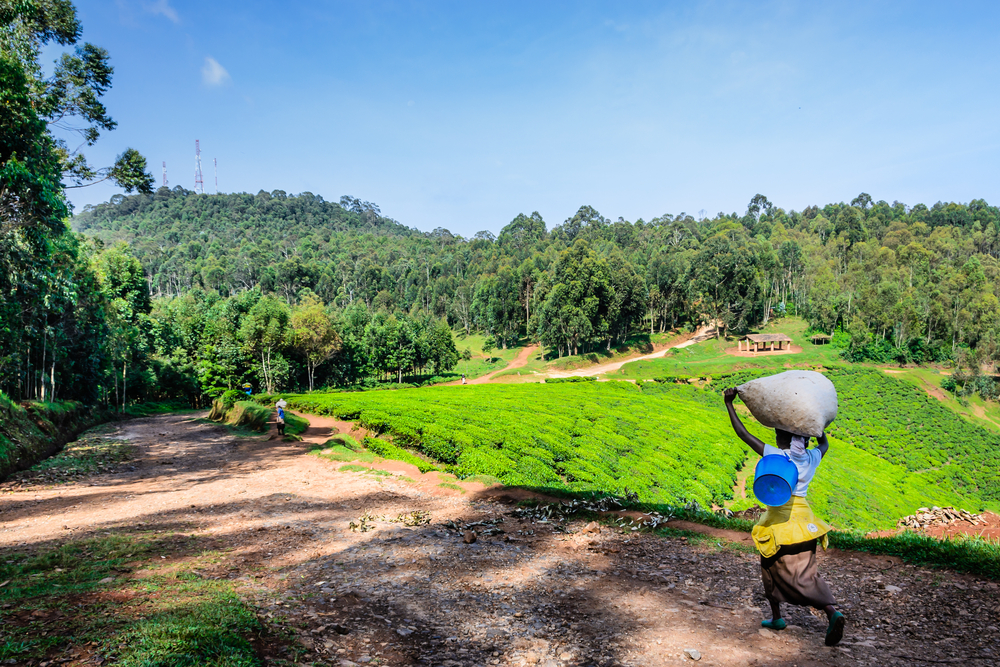 Person walking with a bag of tea on their head with tea fields on their right side in Nyungwe