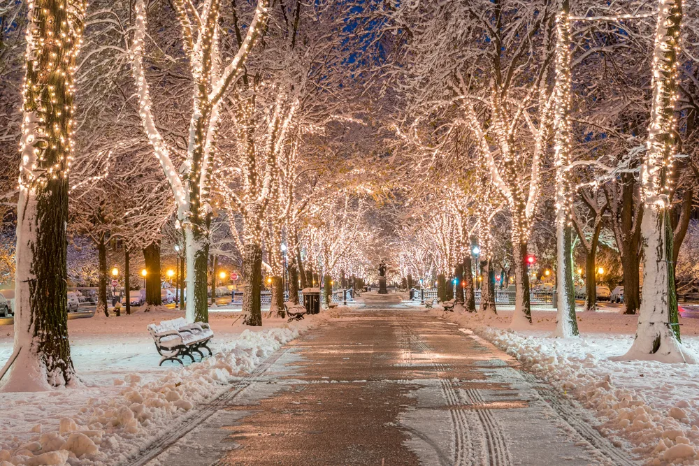 Christmas lights in a park in Boston with snow-covered trees