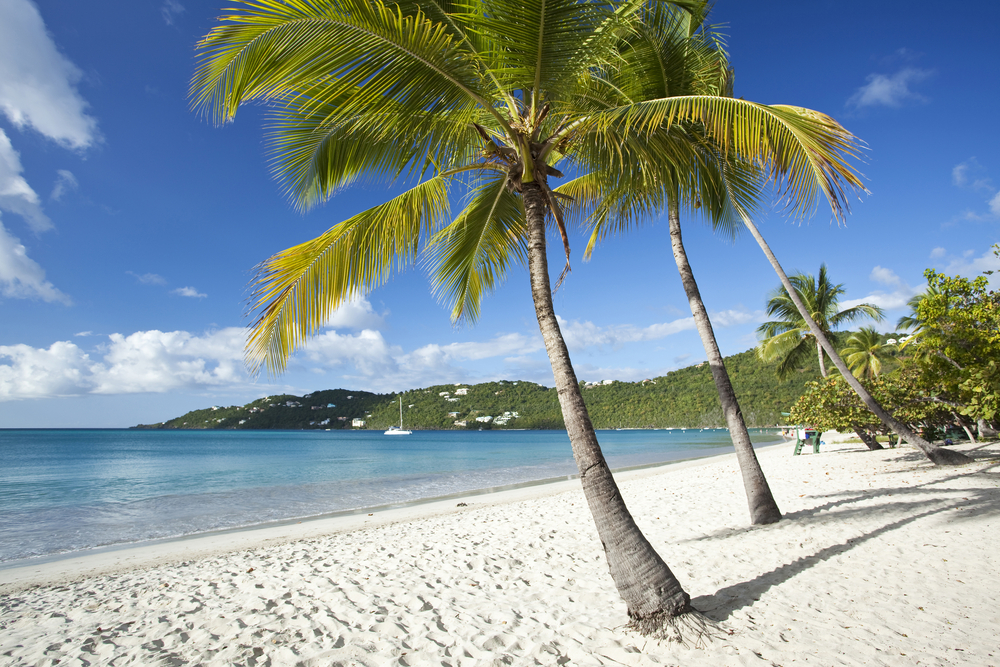Gorgeous view of coconut palms along the white sand Magens Bay beach pictured during the best time to visit St. Thomas